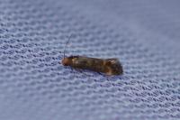 Apodia bifractella