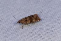 Celypha cespitana