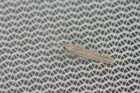 Coleophora asteris