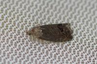 Cydia splendana
