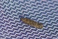 Tuta absoluta