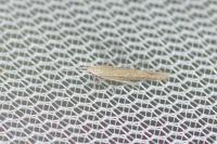 Coleophora asteris