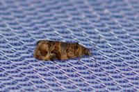 Lobesia botrana