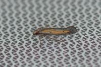 Ochromolopis ictella