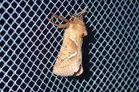 Triodia sylvina