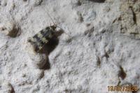 Oegoconia