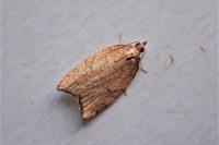 Acleris rhombana