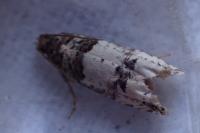Notocelia incarnatana