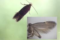 Dichomeris alacella
