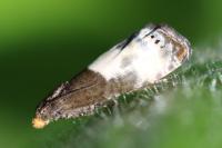 Notocelia cynosbatella