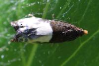 Notocelia cynosbatella