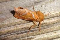 Triodia sylvina
