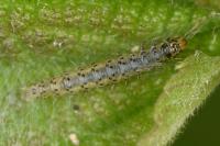Anthophila fabriciana