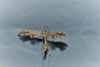 Oxyptilus