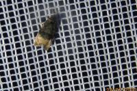 Metendothenia atropunctana