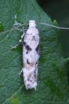 Caryocolum blandellum