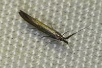 Coleophora mayrella