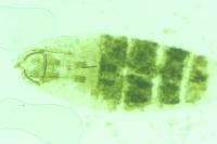 Coleophora mayrella