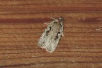 Agonopterix ocellana