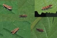 Cameraria ohridella