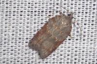 Acleris sparsana
