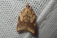 Acleris rhombana
