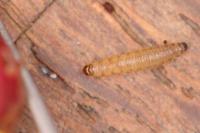 Blastodacna hellerella