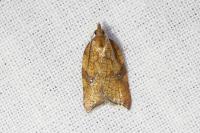 Acleris rhombana