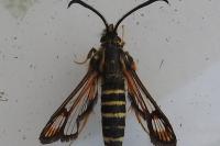 Bembecia ichneumoniformis