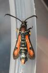 Pyropteron chrysidiforme