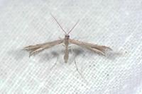 Gypsochares bigoti
