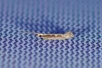 Plutella xylostella