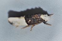 Trichophaga bipartitella