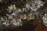 Celypha lacunana