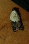 Acleris variegana