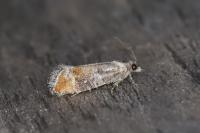 Clavigesta purdeyi