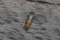 Clavigesta purdeyi