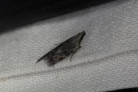 Anarsia lineatella