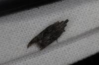 Anarsia lineatella