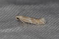 Ptocheuusa paupella
