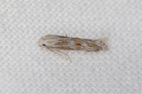 Ptocheuusa paupella