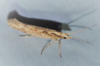Plutella xylostella
