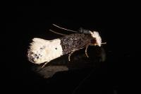 Trichophaga bipartitella