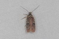 Agonopterix purpurea