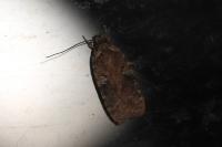 Agonopterix purpurea
