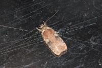 Agonopterix purpurea