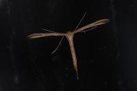 Emmelina monodactyla