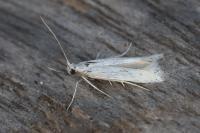 Ptocheuusa paupella