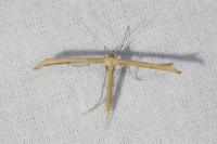 Emmelina monodactyla