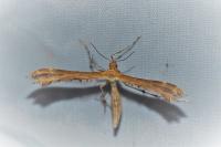 Oxyptilus laetus